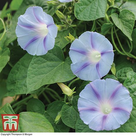 Morning Glory 'Light Blue Star'